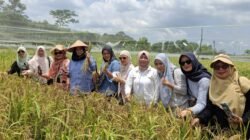 Wakil Gubernur Bangka Belitung, Dukung Ketahanan Pangan Daerah