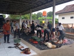 Idul Adha 1447 Hijriah Polres Bangka, Sembelih Hewan Qurban