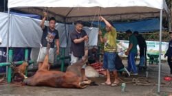 Masjid Agung Sungailiat Sembelih, 8 Sapi Beserta 5 Kambing