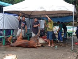 Masjid Agung Sungailiat Sembelih, 8 Sapi Beserta 5 Kambing