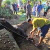 Momen Idul Adha 1447 Hijriah, PUPR Bangka Sembelih 2 Ekor Sapi
