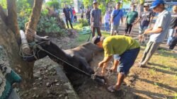 Momen Idul Adha 1447 Hijriah, PUPR Bangka Sembelih 2 Ekor Sapi