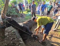 Momen Idul Adha 1447 Hijriah, PUPR Bangka Sembelih 2 Ekor Sapi