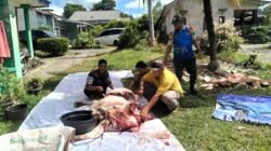 Terima Bantuan Sapi PT Timah, SMSI Babel Pastikan Semua Anggota Kebagian Daging Qurban
