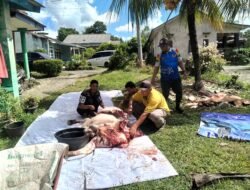 Terima Bantuan Sapi PT Timah, SMSI Babel Pastikan Semua Anggota Kebagian Daging Qurban