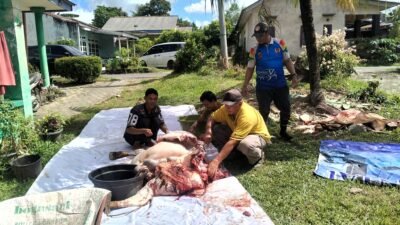 Terima Bantuan Sapi PT Timah, SMSI Babel Pastikan Semua Anggota Kebagian Daging Qurban