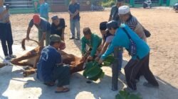 PC Nahdlatul Ulama Kabupaten Bangka, Lakukan Pemotongan Hewan Qurban Idul Adha