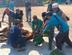 PC Nahdlatul Ulama Kabupaten Bangka, Lakukan Pemotongan Hewan Qurban Idul Adha